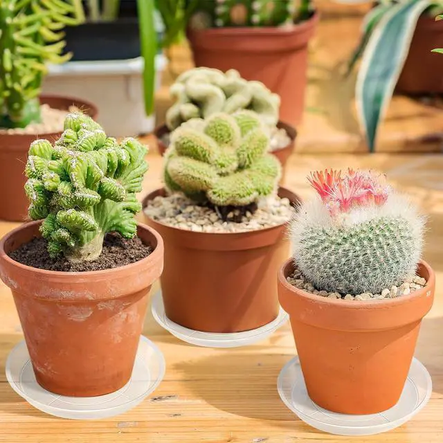 Alt view image 4 of 7 - 18 Pack Plant Saucer, Clear Drip Trays for Potted Plants, 4 Sizes | Plastic Plant Pot Trays, 4 to 10 Inch, Catch Excess Soil Water Runoff, Ideal for Gardens Balconies and Indoors