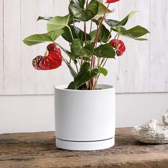 Alt view image 6 of 7 - Ceramic Plant Saucer Tray 2 Pcs 6.4 Inch White, 6.4" OD x6.02 ID x0.9 Deep| Fits Flower pots Bottom 6", Heavy Duty Glazed Round Planter Drip with Catch Basin for Indoor Outdoor Plants