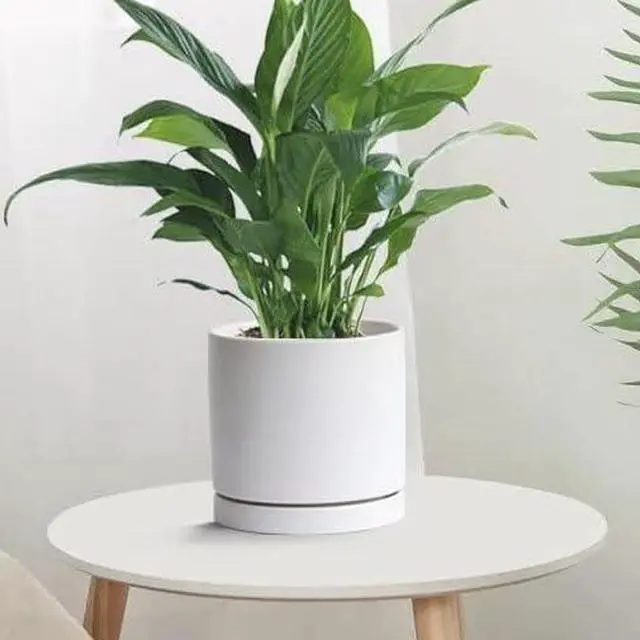 Alt view image 7 of 7 - Ceramic Plant Saucer Tray 2 Pcs 6.4 Inch White, 6.4" OD x6.02 ID x0.9 Deep| Fits Flower pots Bottom 6", Heavy Duty Glazed Round Planter Drip with Catch Basin for Indoor Outdoor Plants