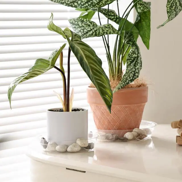 Alt view image 3 of 7 - 15 Pack(6 inch/8inch/10inch) Clear Plant Saucers Flower Pot Tray Excellent for Indoor & Outdoor Plants