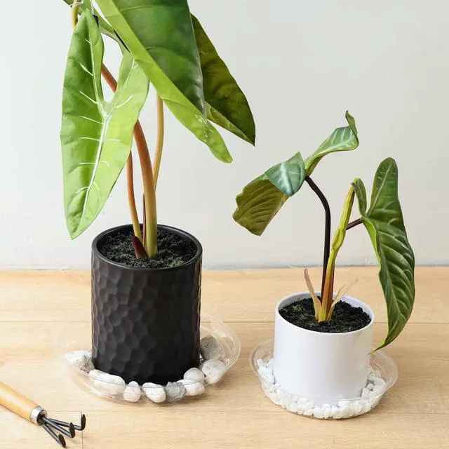 Alt view image 7 of 7 - 15 Pack(6 inch/8inch/10inch) Clear Plant Saucers Flower Pot Tray Excellent for Indoor & Outdoor Plants
