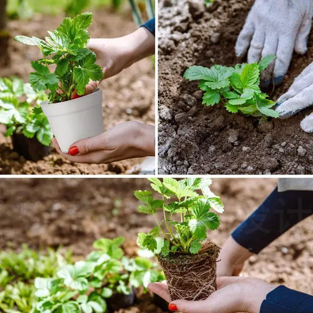 Alt view image 6 of 7 - 28 Pack 4 inch Small Plant Pots, Plastic Planters with Drainage Holes and Saucers for Flowers Plants, Succulents, Seed Starting Pots, White