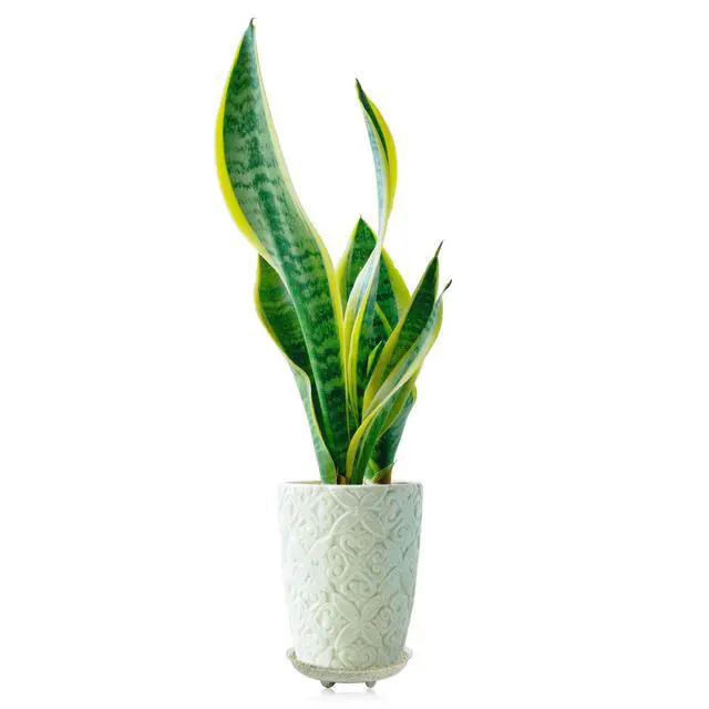 Alt view image 5 of 5 - 5 Pieces of 8 inch Clear Thick Plastic Heavy Duty Plant Sturdy Saucer Drip Trays for pots (8")