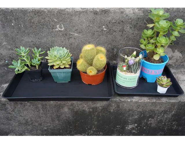 Alt view image 6 of 7 - Plant Saucer Growing Tray, Seed Starter Tray Rectangular, Heavy Sturdy Plastic Plant Drainage Saucers, Plant Drip Trays for Pots, Seed Starter Growing Trays (11 x 9 inch, 2 Pack)