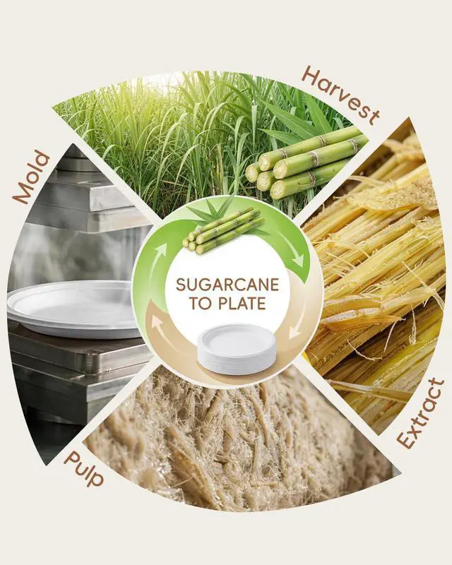 Alt view image 6 of 7 - 10 Inch White Compostable Sugarcane Paper Plates, 100 Pack | 100% FSC Certified Bagasse Plates, Heavy Duty, Eco Friendly Disposable Dinnerware for Party, Wedding, BBQ & Everyday Use