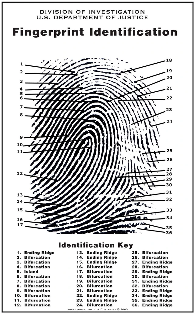 Main image of Fingerprint Chart, Poster Size 24" by 36"