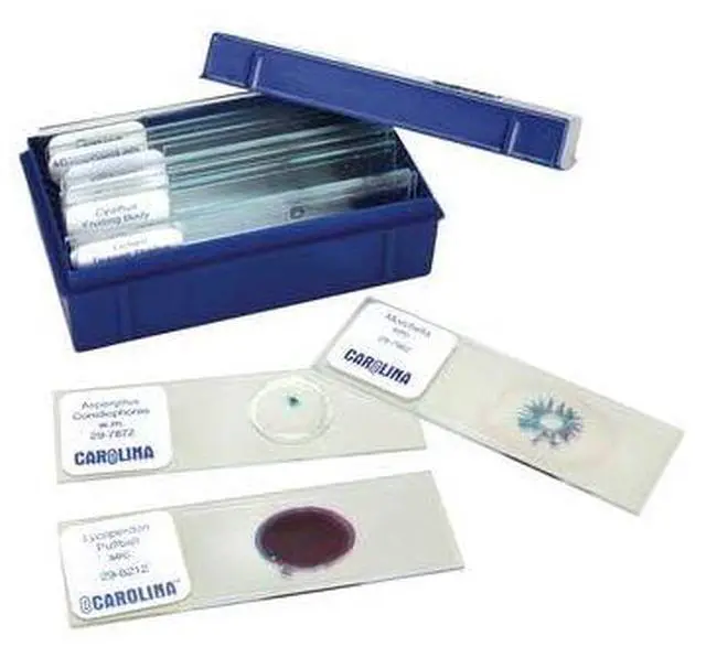 Alt view image 2 of 2 - Beginner's Fungi Microscope Slide Set