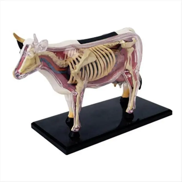 Alt view image 3 of 3 - Animal Organ Anatomy Model 4D Cow ligence Assembling Toy Teaching Anatomy Model Cow Assembled Model Animal