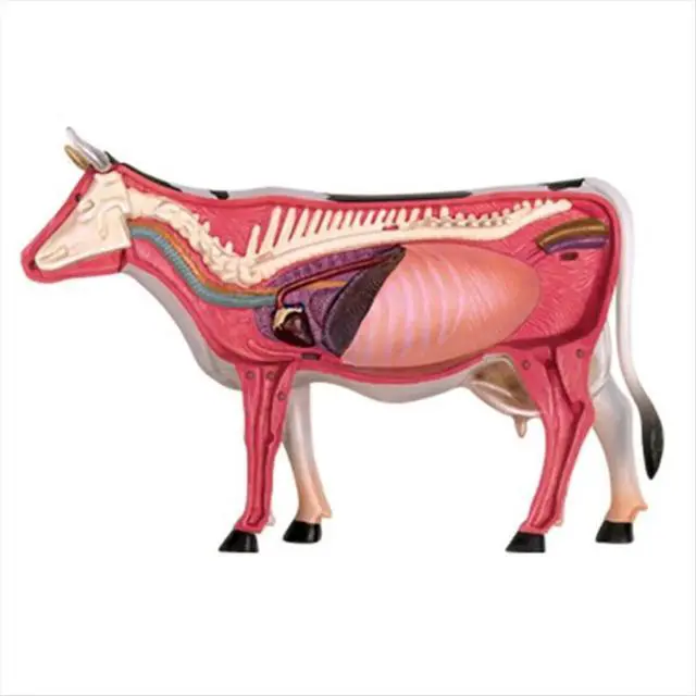 Alt view image 2 of 3 - Animal Organ Anatomy Model 4D Cow ligence Assembling Toy Teaching Anatomy Model Cow Assembled Model Animal
