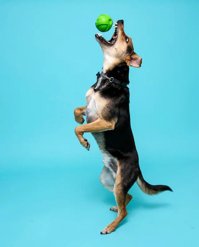 Alt view image 6 of 7 - Hartz Dura Play Small Ball Dog Toy with Bacon Scent and Squeaker, 3 Pack