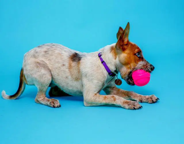 Alt view image 5 of 7 - Hartz Dura Play Small Ball Dog Toy with Bacon Scent and Squeaker, 3 Pack