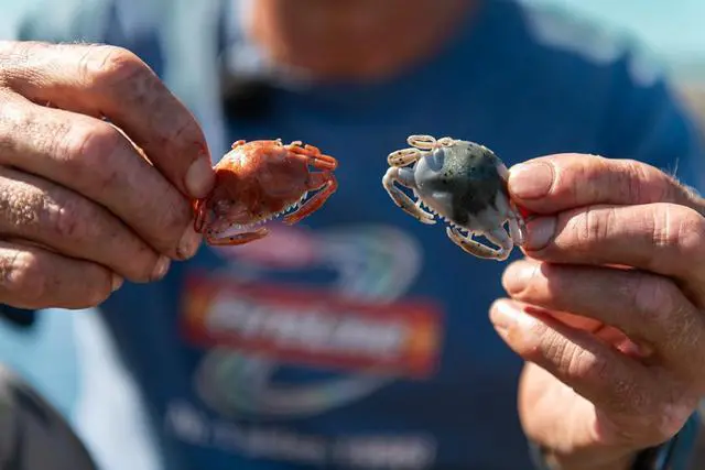 Alt view image 5 of 6 - Berkley Gulp! Peeler Crab Saltwater Fishing Soft Bait