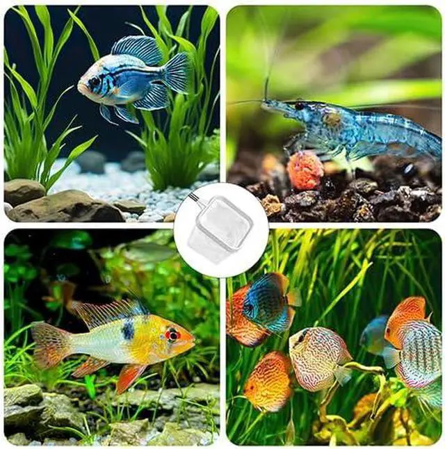 Alt view image 6 of 6 - 2-Pack White 3-Inch Aquarium Net Small Fish Tank Tool for Shrimp & Bettas | Fine mesh protects shrimp & bettas. Fast-dry nylon. Cleans waste & moves fish. Fits small tanks. Soft on fins.