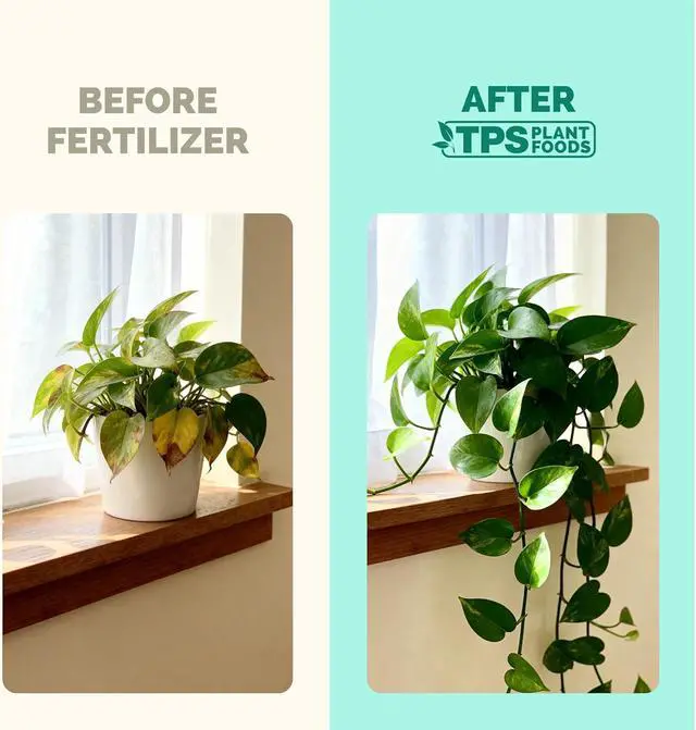 Alt view image 3 of 7 - Indoor Plant Food, Complete Liquid Fertilizer for Houseplants, 8oz | Encourages New Growth, Kelp-Enriched Formula, Liquid Concentrate, Gentle for Weekly Feeding, All Indoor Plant Varieties