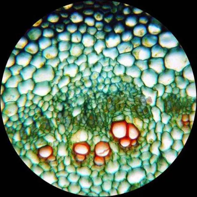 Alt view image 4 of 6 - MD35A MD35 New Microscope Imager Digital USB Camera, Compatible | USB 2.0 Connectivity