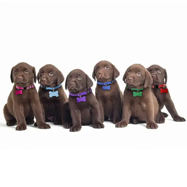 Alt view image 7 of 7 - Upgraded Puppy Collars for Litter Puppy ID Collars Whelping Supplies Soft Nylon Breakaway Coloured Collars with 12 ID Tags and 6 Record Keeping Charts(S)