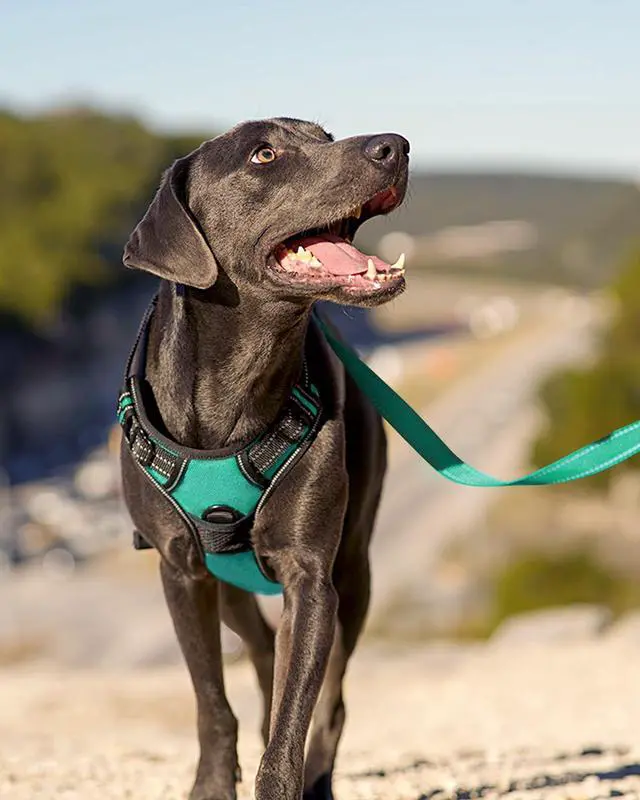 Alt view image 6 of 6 - No Pull Dog Harness for Large Dogs, Front Clip, Teal