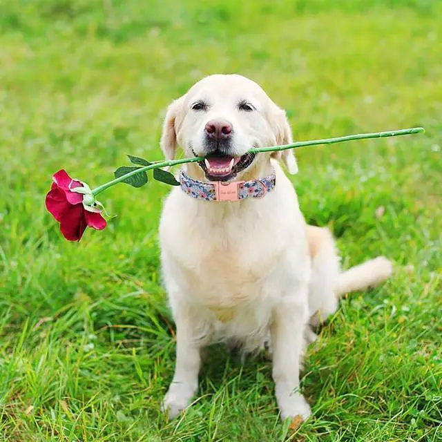 Alt view image 5 of 6 - Dog Collar Metal Buckle Red Rose Puppy Collar Flower Gift Durable Cute for Small Medium Large Boys Girls Dogs