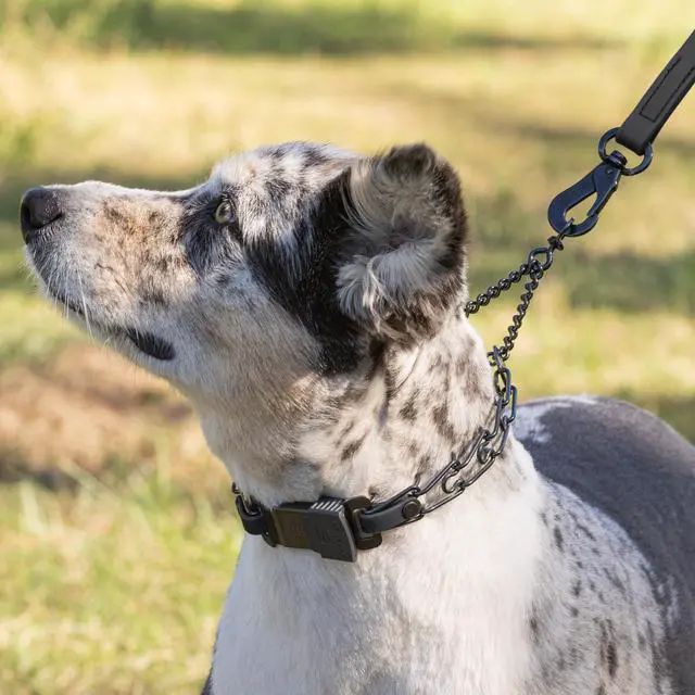 Alt view image 7 of 7 - lack Stainless Steel Dog Collar with Quick Release ClicLock Buckle and Biothane Insert Training Collar Made in Germany (Black, 16in x 2.25mm(Neck Size up to 13-14in))