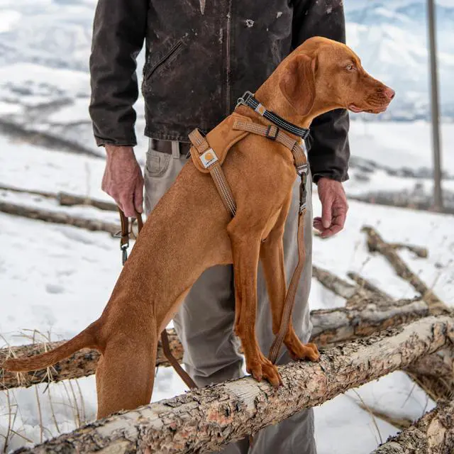 Alt view image 5 of 5 - Nylon Duck No Pull Dog Harness Deep Wine M