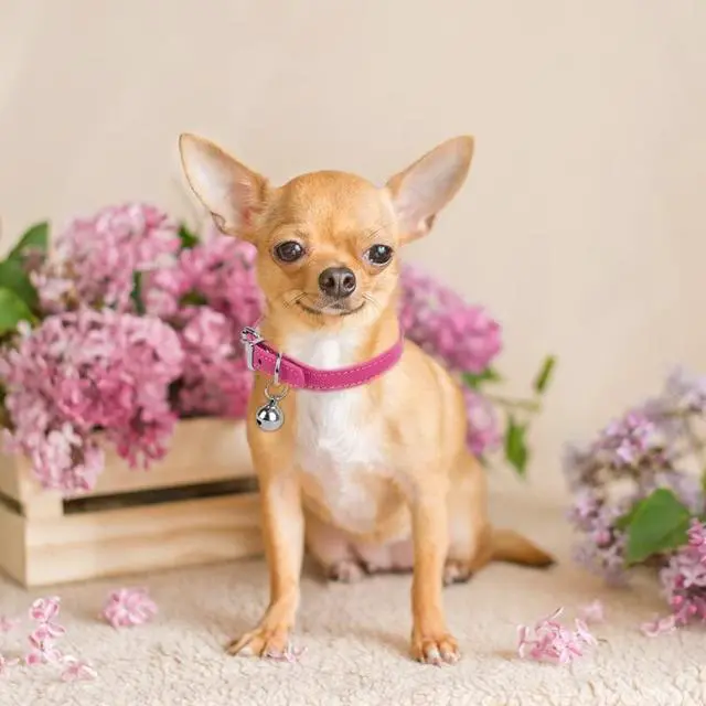 Alt view image 5 of 7 - XXS Dog Collar Teacup Dog Collar, Pink Dog Collars, Teacup Dog Collars for Small Dogs Cats, Pink, 3/8 inch Width