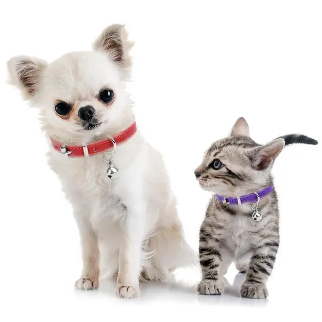 Alt view image 6 of 7 - XXS Dog Collar Teacup Dog Collar, Pink Dog Collars, Teacup Dog Collars for Small Dogs Cats, Pink, 3/8 inch Width