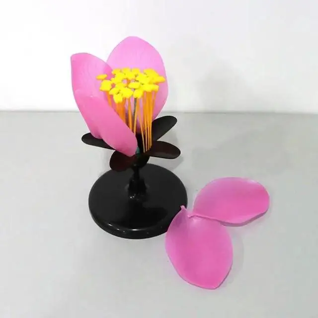 Alt view image 2 of 3 - Magnified Peach Blossom Model With Visible Stamen And Pistil Parts For School Classroom Teaching Demonstration