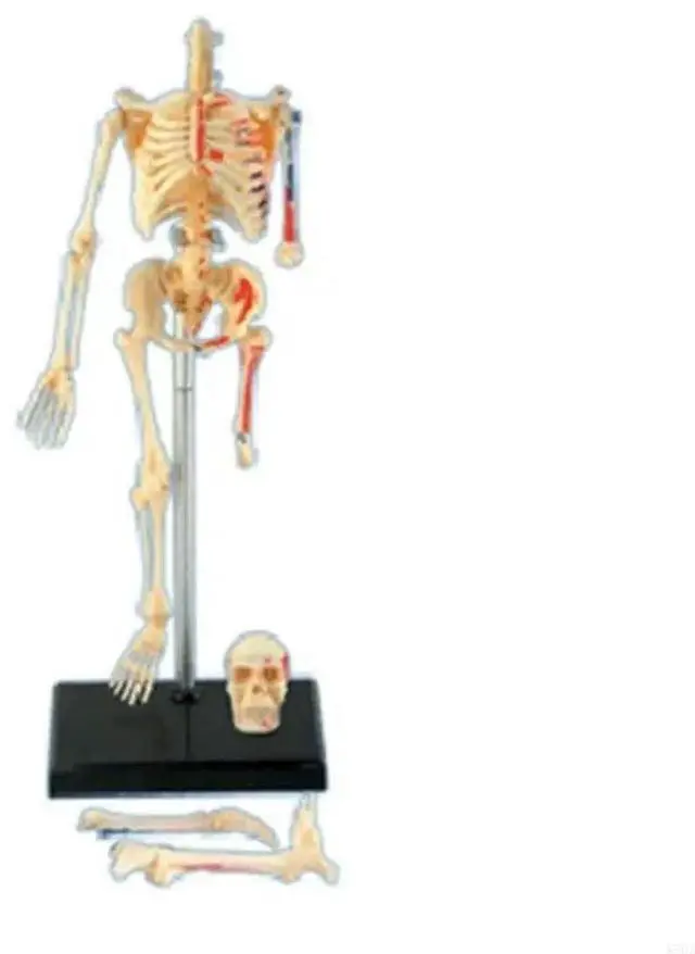 Main image of Removable Mini Human Skeleton Model Full Body Small Skeleton Anatomy Model for Medical Training & Classroom Education