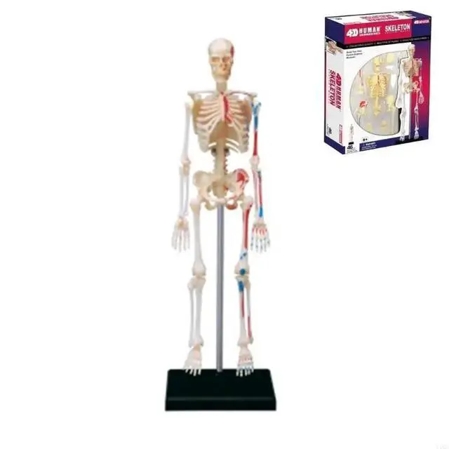Alt view image 3 of 6 - Removable Mini Human Skeleton Model Full Body Small Skeleton Anatomy Model for Medical Training & Classroom Education
