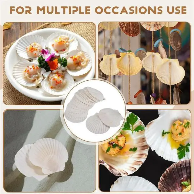 Alt view image 3 of 6 - 25pcs Large Scallop Shells for Crafts 4inch - 5inch White Scallop Shells Crafts DIY Painting Beach Party Decoration