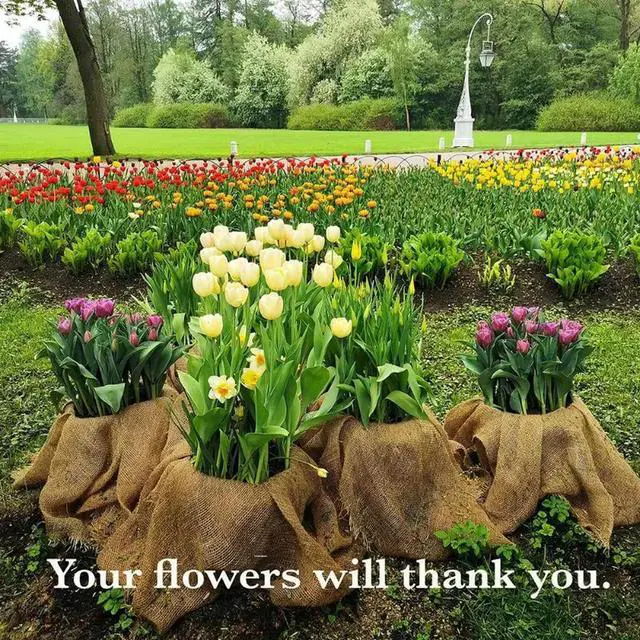 Alt view image 6 of 6 - Natural Burlap Plant Covers Freeze Protection - Winter Frost Blankets Cloth Fabric Roll for Outdoor Bushes Trees Potted