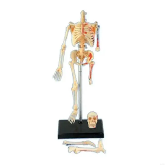 Alt view image 4 of 6 - Removable Mini Human Skeleton Model Full Body Small Skeleton Anatomy Model for Medical Training & Classroom Education