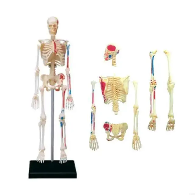 Alt view image 5 of 6 - Removable Mini Human Skeleton Model Full Body Small Skeleton Anatomy Model for Medical Training & Classroom Education