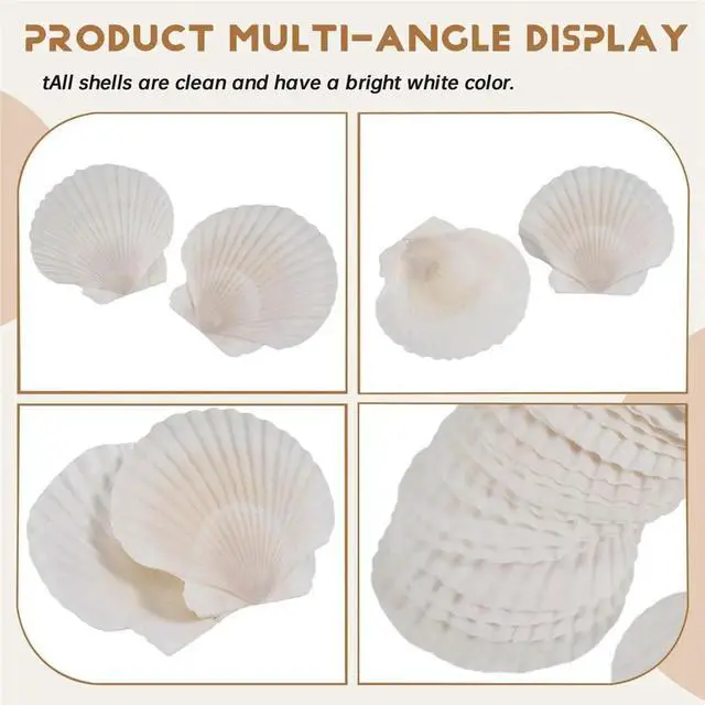 Alt view image 4 of 6 - 25pcs Large Scallop Shells for Crafts 4inch - 5inch White Scallop Shells Crafts DIY Painting Beach Party Decoration
