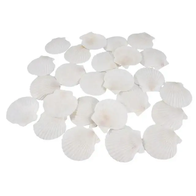 Alt view image 5 of 6 - 25pcs Large Scallop Shells for Crafts 4inch - 5inch White Scallop Shells Crafts DIY Painting Beach Party Decoration