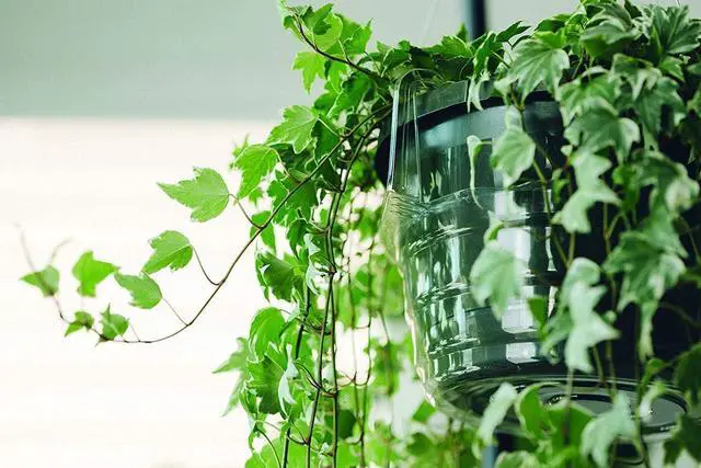 Alt view image 2 of 6 - Hanging Basket Drip Pan, Clear, 12 Inch