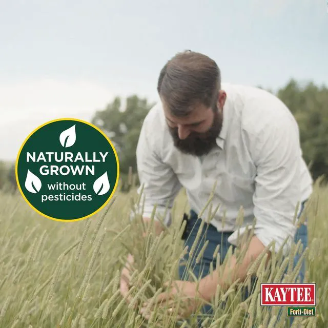 Alt view image 3 of 6 - Kaytee Forti-Diet All Natural Timothy Hay, 48 oz, for Rabbits, Guinea Pigs, Hamsters, Chinchillas and Other Small Animals