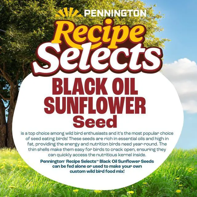 Alt view image 2 of 5 - Pennington Recipe Selects Black Oil Sunflower Seed Dry Wild Bird Feed, Bird Food, 20 lb. Bag, 1 Pack