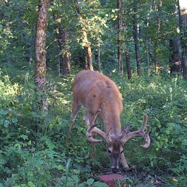Alt view image 2 of 2 - Antler King Trophy Deer Block XL