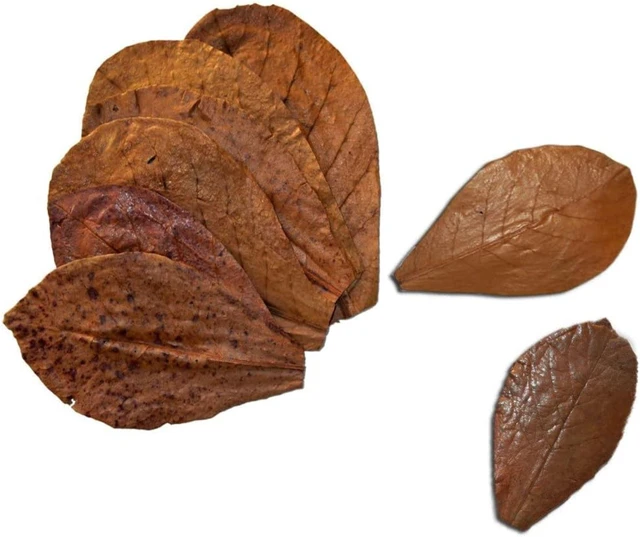 Alt view image 6 of 7 - SunGrow Betta Leaves - Beneficial Indian Almond Leaves for Overall Development
