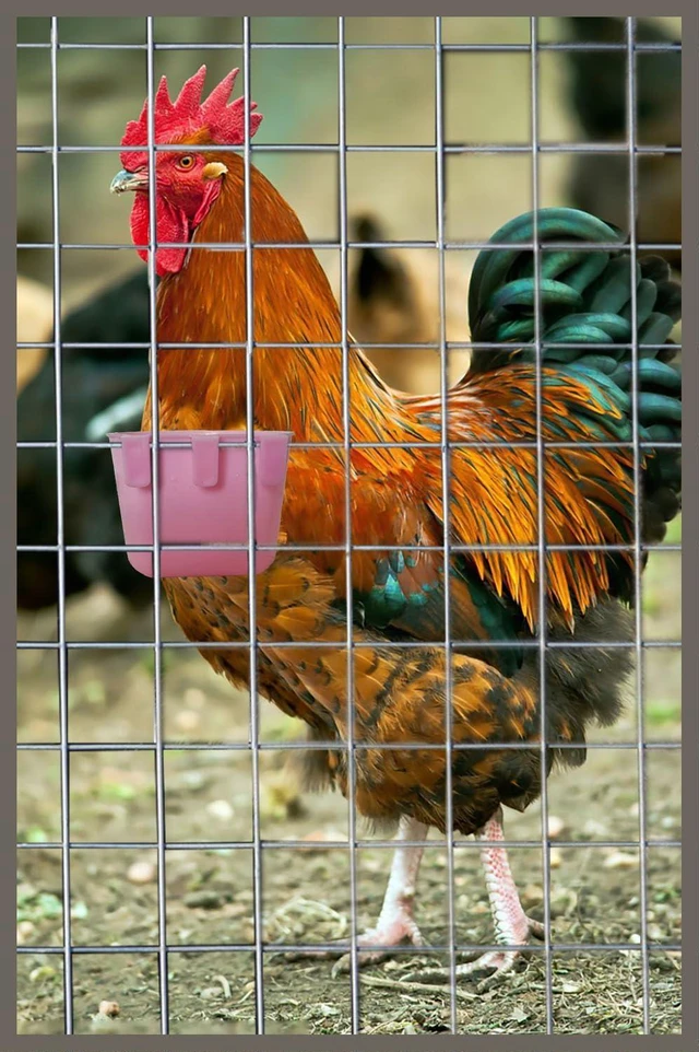 Alt view image 4 of 5 - 10 Pack 8oz Hanging Wire Cage Cups Bird Seed Bowl Chicken Feeding Watering Dish Rabbit Water Food for Pet Parrot Parakeet Gamefowl Poultry Pigeon (Pink)