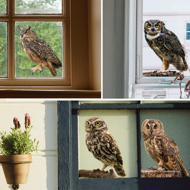 Alt view image 4 of 5 - 4 Pcs Photo Realistic Cute Owls - 12 Inch Full Color Vinyl Stickers, Waterproof for Indoor or Outdoor, Cars, Laptops, Walls, Windows and More