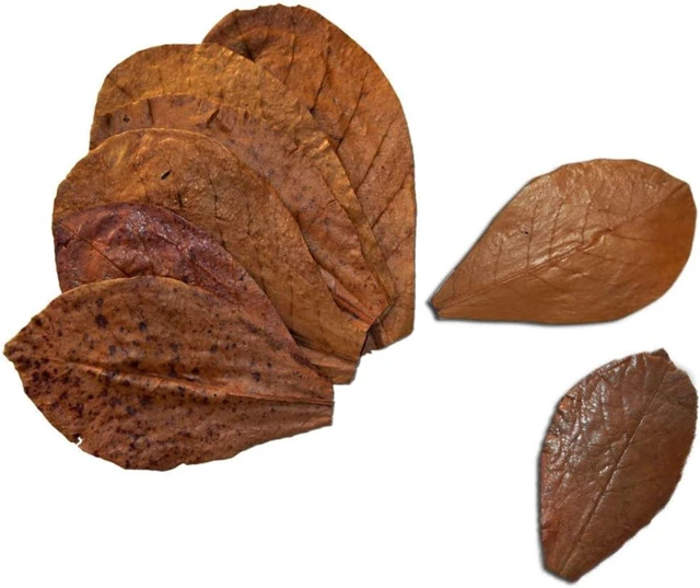 Alt view image 6 of 7 - SunGrow Betta Leaves, Indian Almond Leaves
