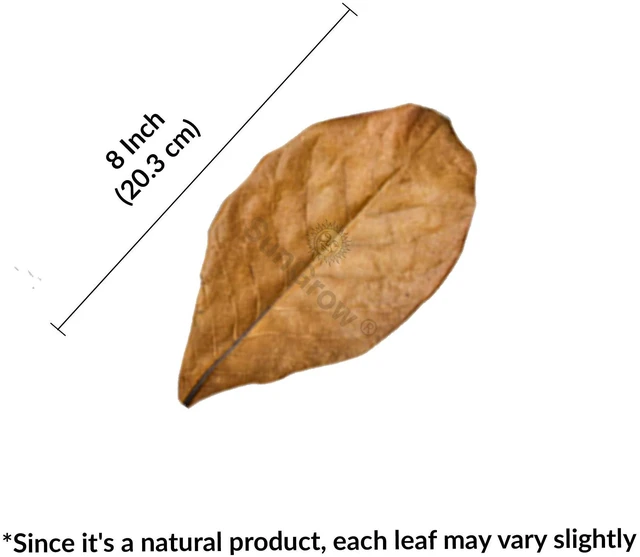 Alt view image 5 of 7 - SunGrow Betta Leaves, Indian Almond Leaves