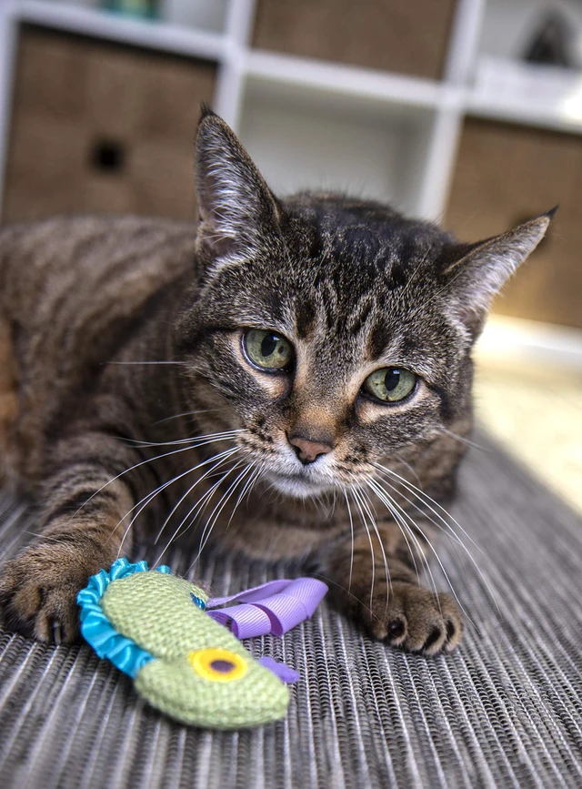 Alt view image 5 of 7 - Petlinks HappyNip Crinkle Chameleon Cat Toy with Silvervine & Catnip, Green, One Size