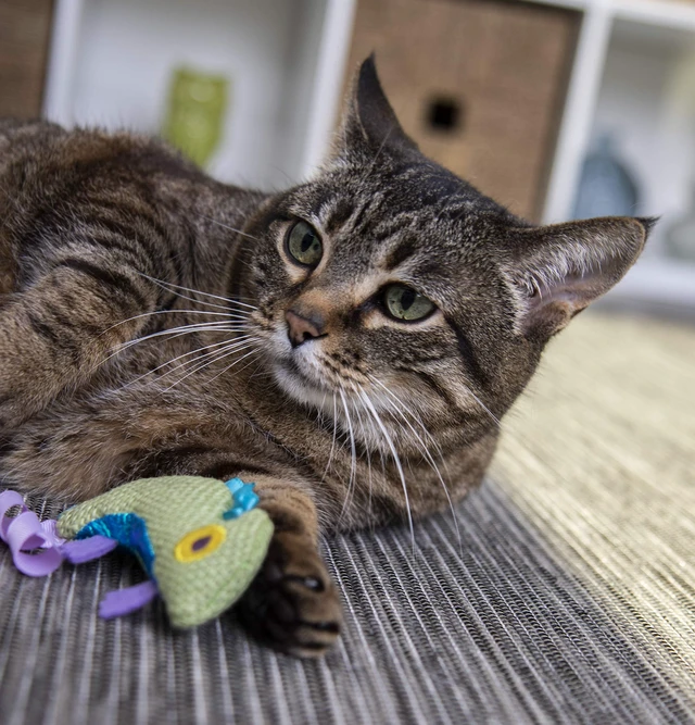 Alt view image 7 of 7 - Petlinks HappyNip Crinkle Chameleon Cat Toy with Silvervine & Catnip, Green, One Size
