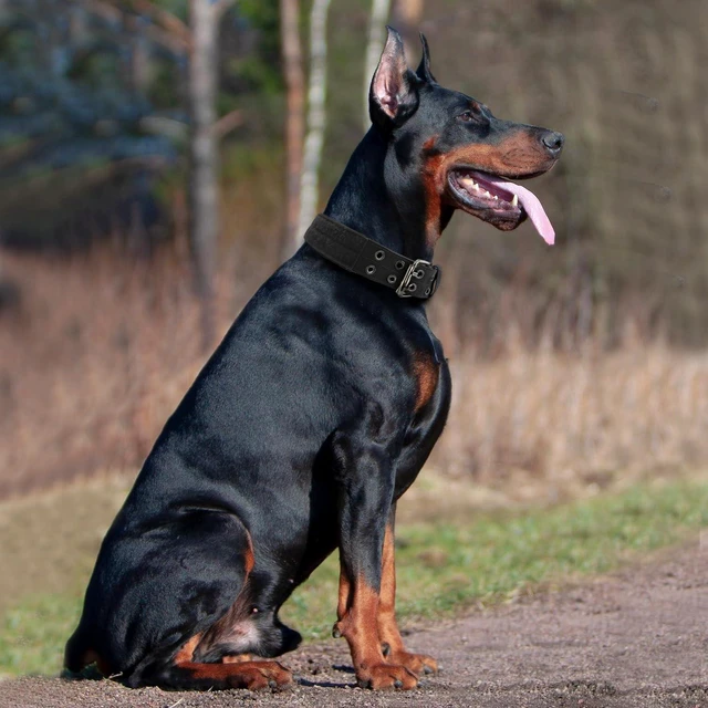 Alt view image 6 of 7 - Tactical Heavy Duty Adjustable Dog Collar for Large Dogs