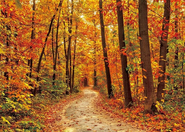 Alt view image 2 of 7 - Autumn Forest Backdrop Maple Leaf Forest Mountain Road Realistic Natural Photography Background Autumn Harvest Birthday Party Decoration 8x6FT