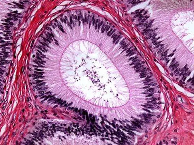 Alt view image 4 of 6 - M500B-LED Cordless Monocular Compound Microscope, WF10x and WF20x | 40X-2000X Magnification Range Compound Biological Microscope Cordless Battery Powered Built-In LED Illumination