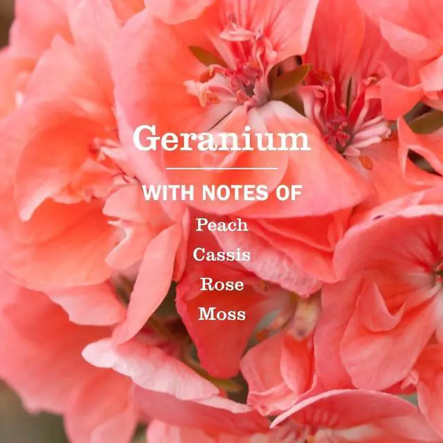 Alt view image 3 of 7 - MRS. MEYER'S CLEAN DAY Multi-Surface Cleaner Concentrate, Geranium, 32 oz